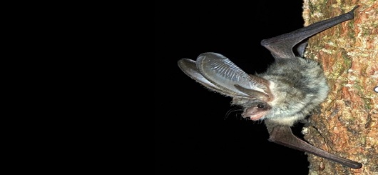 Weseler Fledermausnacht am 3. September – dem Geheimnis von Batman auf der Spur Weseler Fledermausnacht am 3. September – dem Geheimnis von Batman auf der Spur