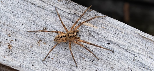 Die Nosferatu-Spinne weist eine Beinspannweite von etwa fünf Zentimetern vor.