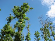 Durch einen ostasiatischen Schlauchpilz abgestorbene bzw. schwer geschädigte Eschen in Thüringen