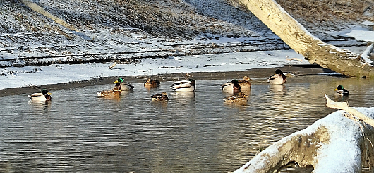 In den Donau-Auen