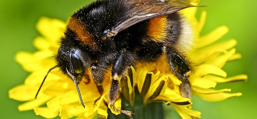 So sieht eine Erdhummel aus.