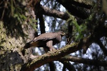 Schreiadler. Altvogel.