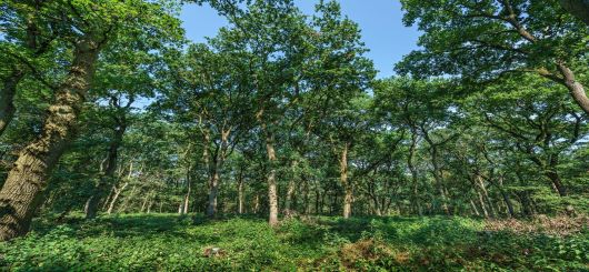 Wald Baerler Busch
