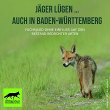 Junger Fuchs