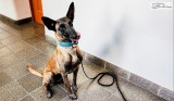 Sprengstoff-Spürhund der Polizei nach der Arbeit