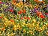 Lasst Blumen sprechen