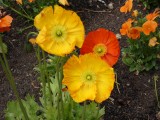 Lasst Blumen sprechen