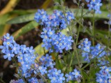 Lasst Blumen sprechen