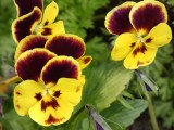 Lasst Blumen sprechen