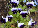 Lasst Blumen sprechen