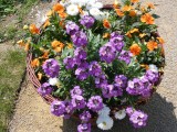 Lasst Blumen sprechen