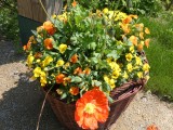 Lasst Blumen sprechen