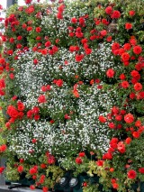 Impressionen vom Remtergarten