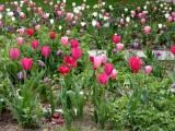 Impressionen vom Remtergarten