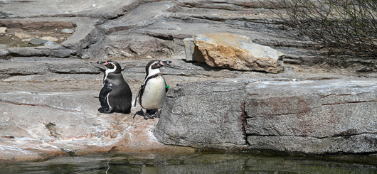 Humboldt-Pinguine in der Außenanlage Frankfurter ZOO