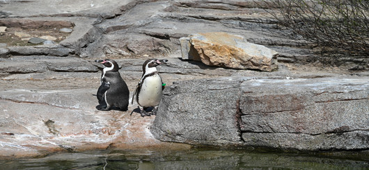 Humboldt-Pinguine in der Außenanlage Frankfurter ZOO Humboldt-Pinguine in der Außenanlage Frankfurter ZOO