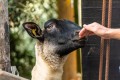Lernbauernhöfe in Italien