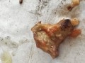 Steinpilz oder Pfifferling?