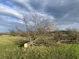 Häugern-Nord, Fällung Streuobstwiese/Foto: BUND, Fritz Mielert