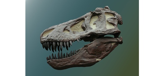Das ist der Schädel eines Tyrannosaurus rex aus Montana/USA. Er ist Millionen von Jahren alt.