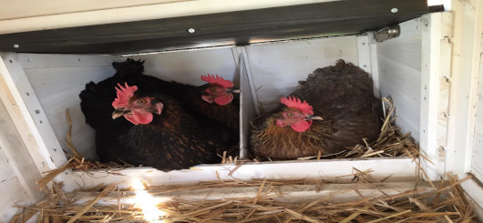 Jetzt lieber im Stall bleiben